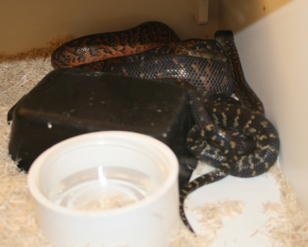 Jamaican boas