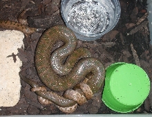 Haitian wood boas