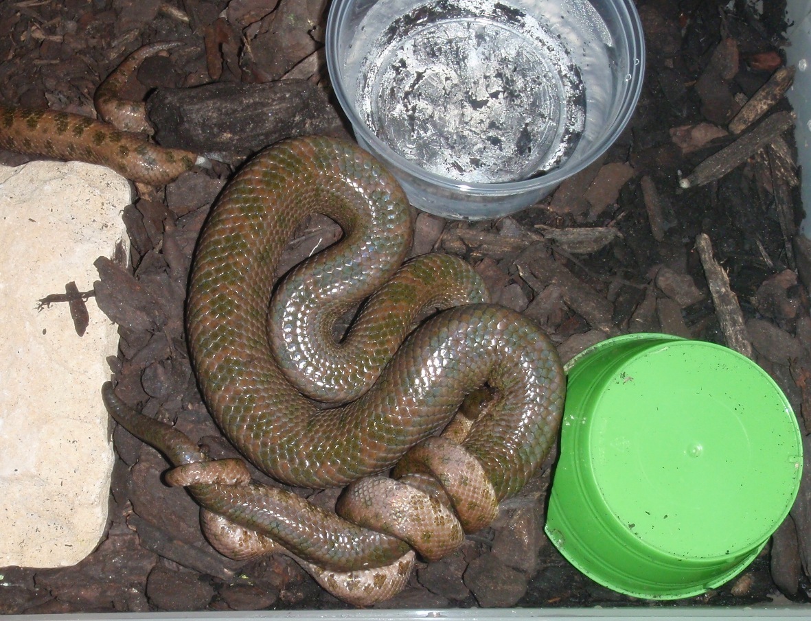 Haitian wood boas
