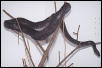 Adult female Bimini boa