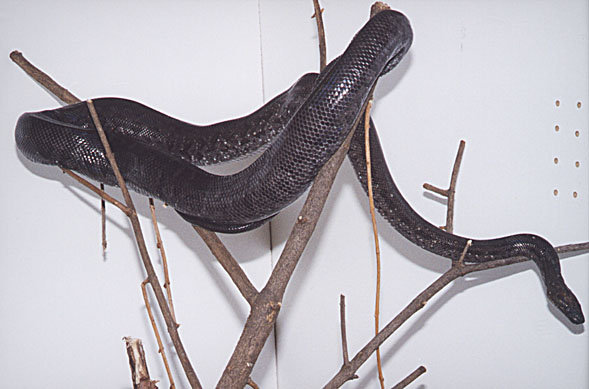 Adult female Bimini boa