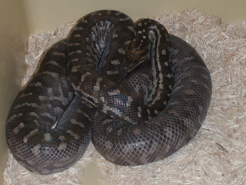 Berry Island boas