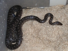 Berry Island boas