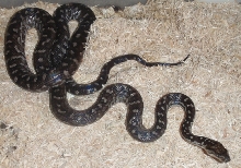 Berry Island boas