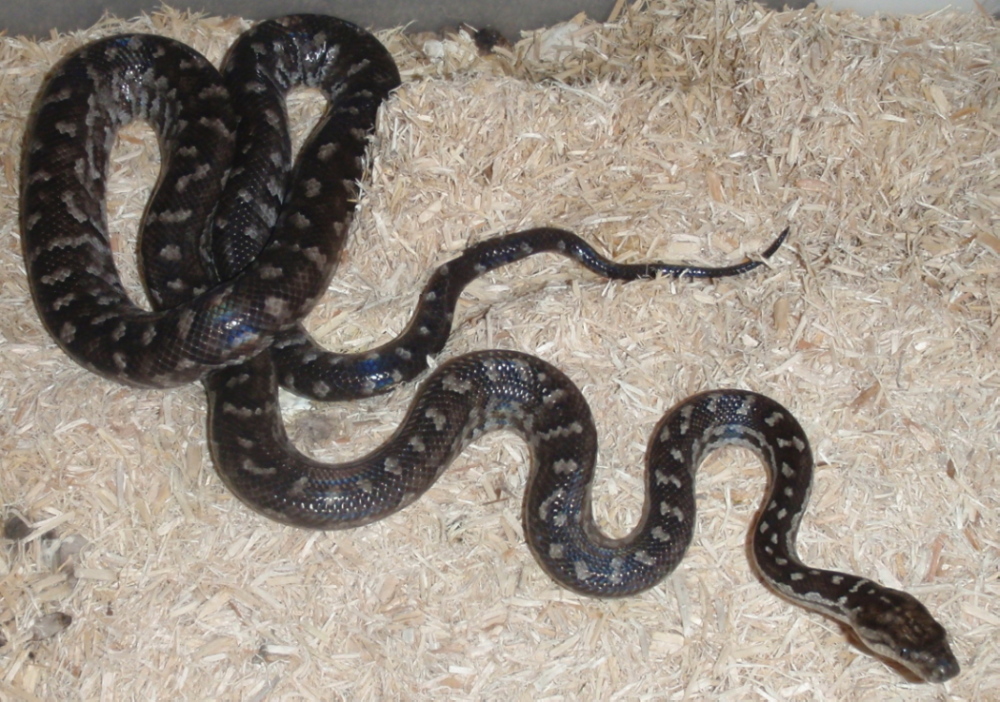 Berry Island boas