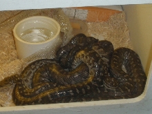 Berry Island boas
