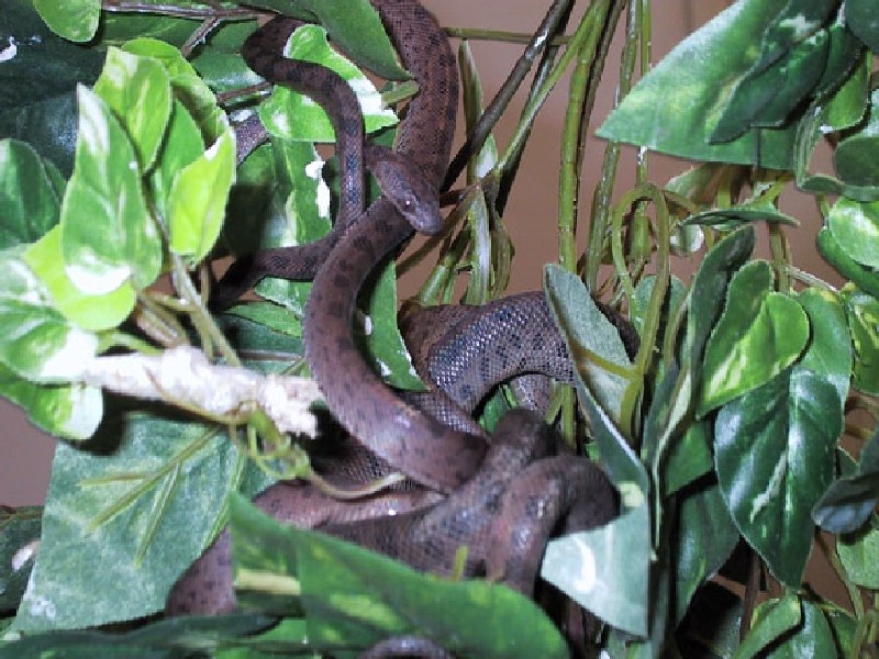 Adult male Vine boa