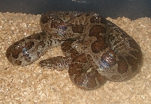 Male Fords boa