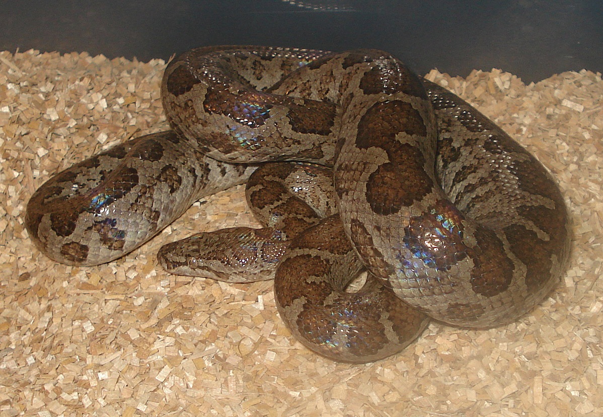 Male Fords boa
