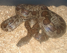 Fords boa