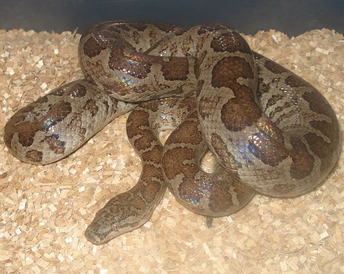 Fords boa