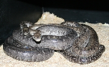 Epicrates striatus strigilatus