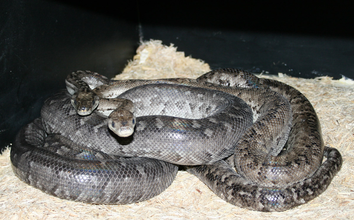 Epicrates striatus strigilatus