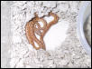 Turks Island boa