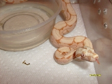 Sunglo Arabesque 09  female