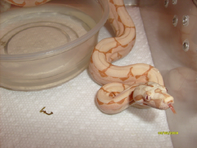 Sunglo Arabesque 09  female