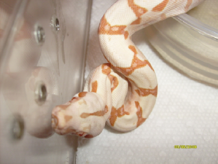 Sunglo 09 female