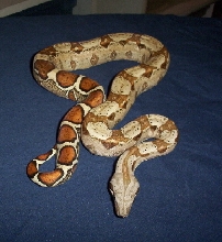 HET ALBINO FEMALE