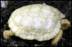 Albino Galop