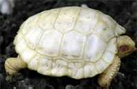 Albino Galop