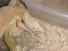 Albino Nile 2