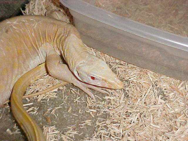 Albino Nile 2