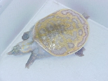 Albino Florida Softshell