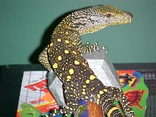 Baby Croc Monitor
