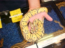 Ghost Pastel