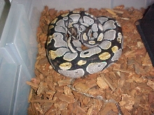 Het Albino Ball