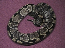 Het Albino Female 1