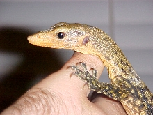 Melinus 2