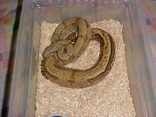 Striped Hogg Island Boa 1