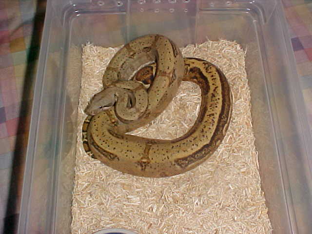 Striped Hogg Island Boa 1