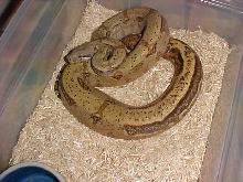 Striped Hogg Island Boa 2