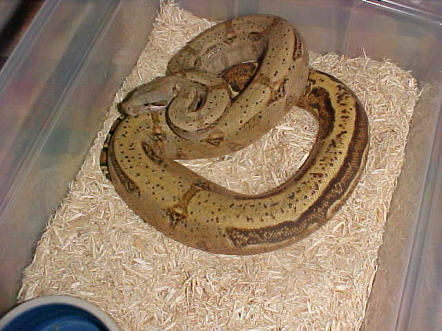 Striped Hogg Island Boa 2