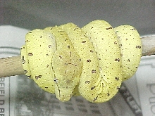 Nice Chondro