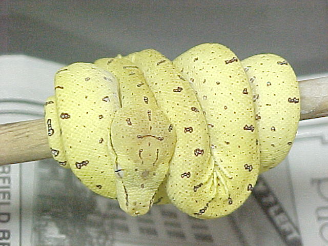 Nice Chondro
