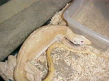 Albino Nile 1