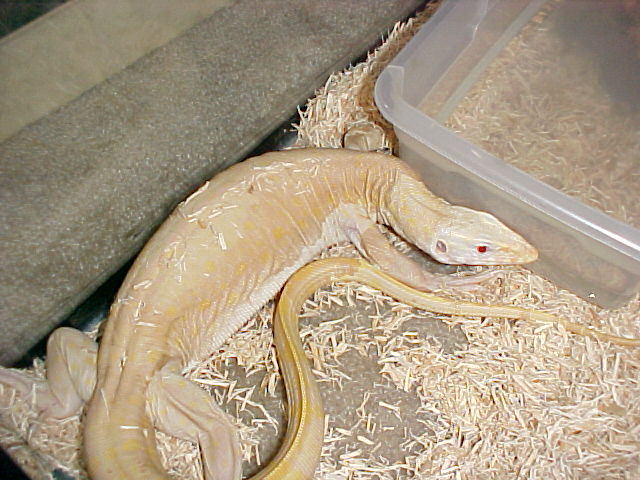 Albino Nile 1