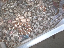 Hypo's het abino box pic