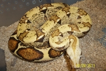 T  VPI male