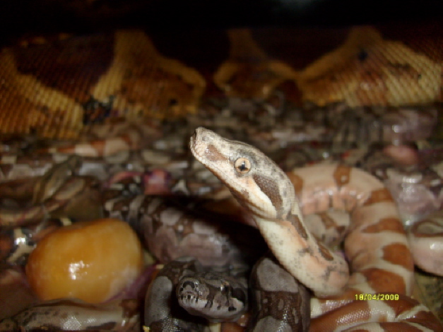 close up of Hypo