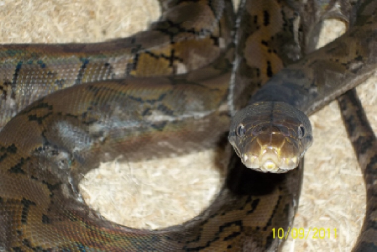 Female 75% dwarf