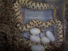 Het albino  hog eggs