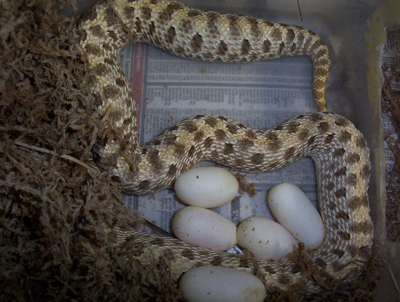Het albino  hog eggs