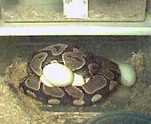 Ball on eggs