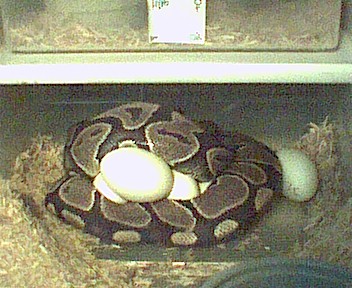 Ball on eggs