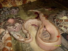 striped Hypo