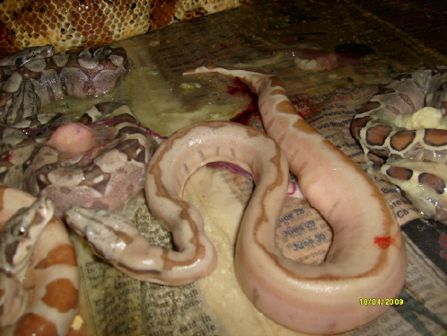 striped Hypo
